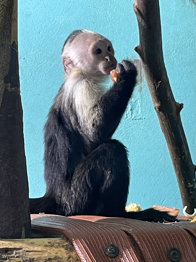 Young White-Throated Capuchin