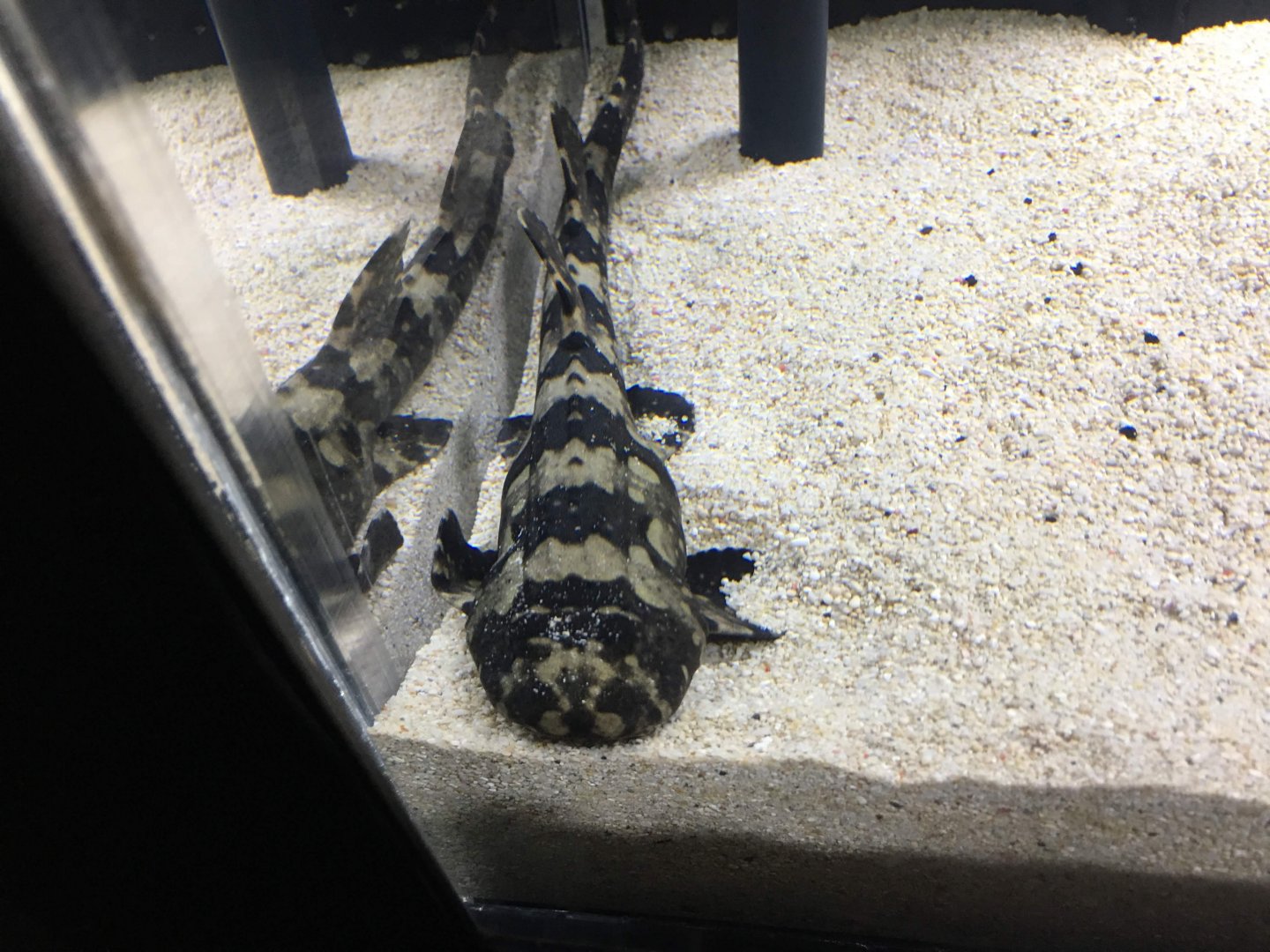Young Whitespotted Bamboo Shark