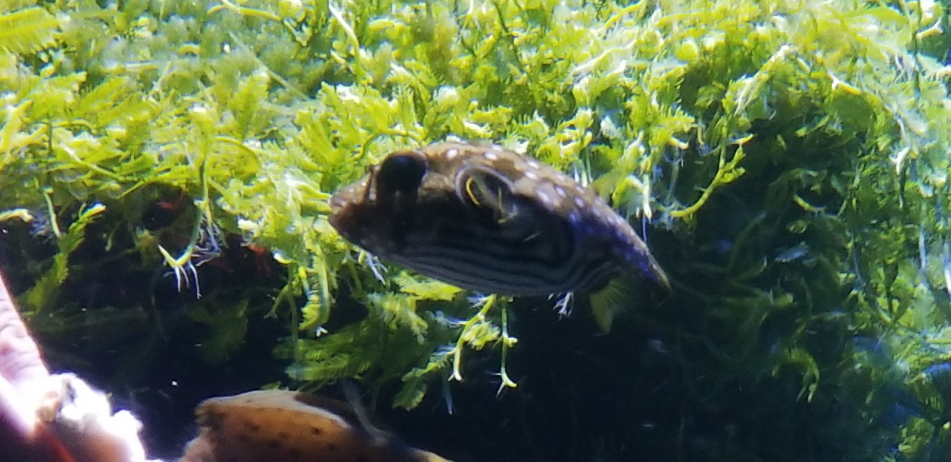 Young Whitespotted Puffer