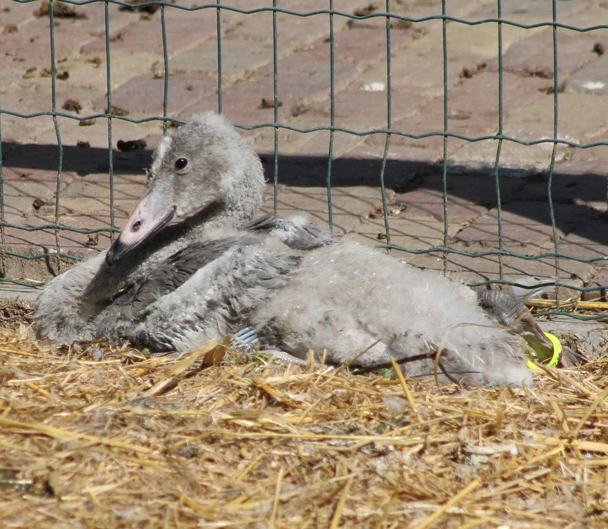 Young Whooper swan