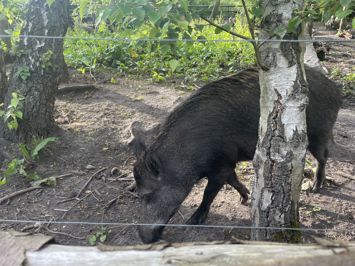 Young Wild Boar, (Sus scrofa)