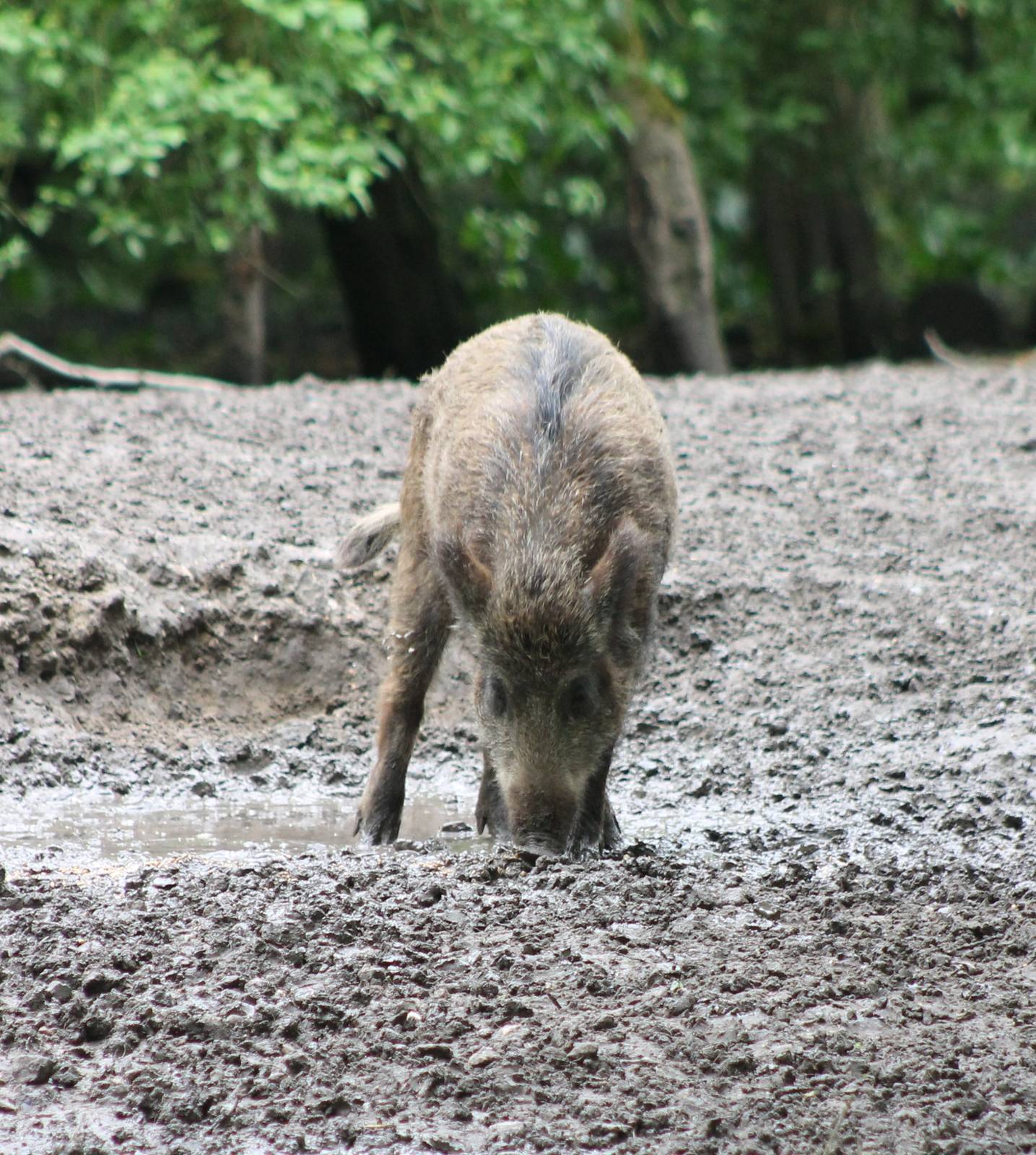 Young Wild boar