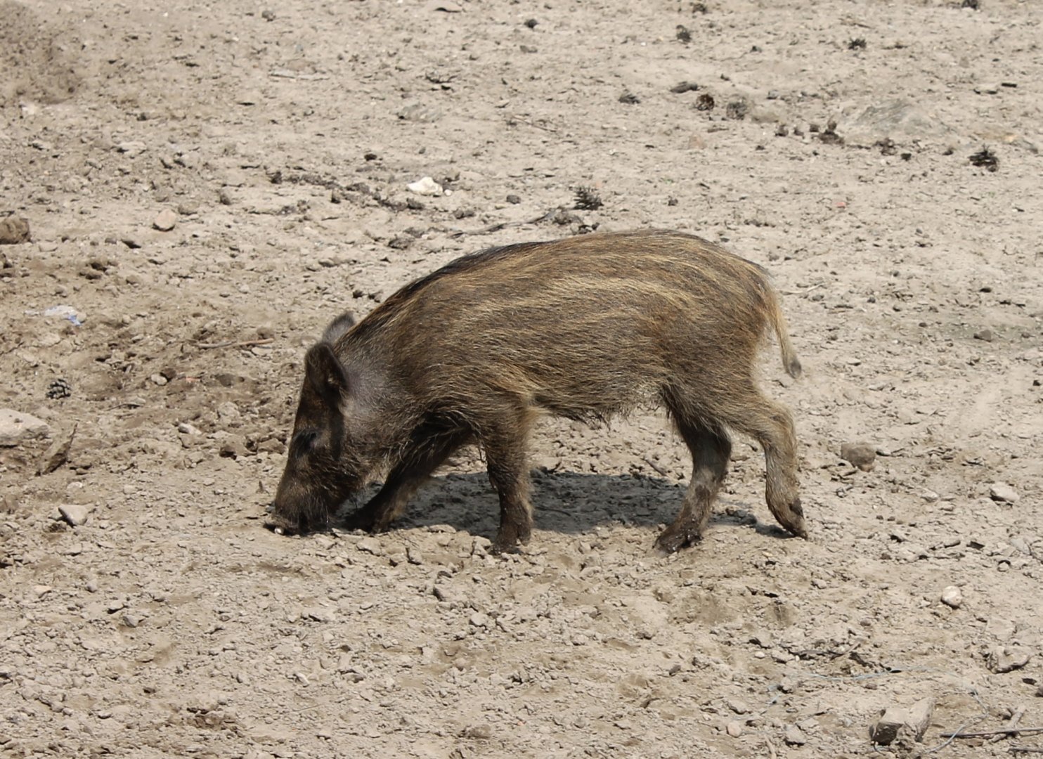 Young Wild boar