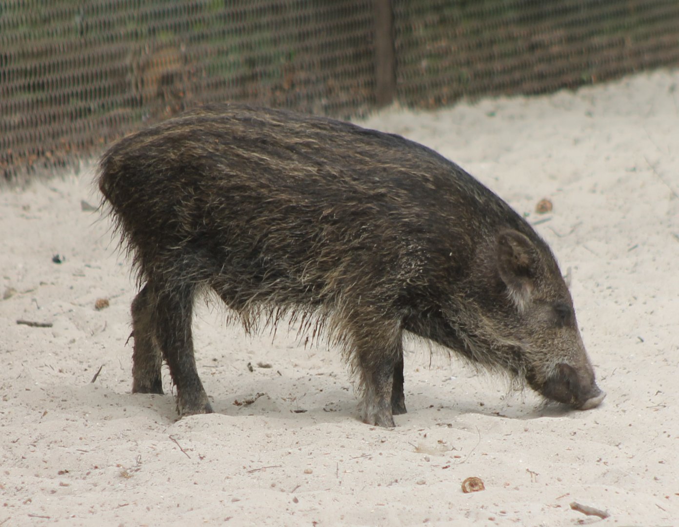Young Wild boar