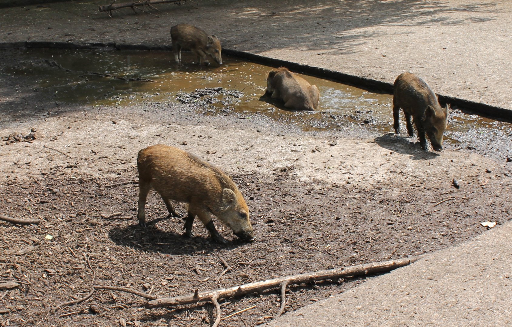 Young Wild boars