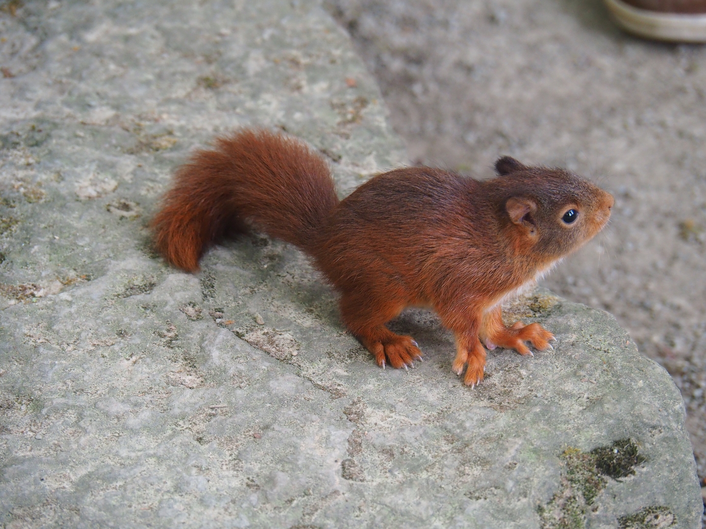 Young wild  Eurasian red squirrel (Sciurus vulgaris)