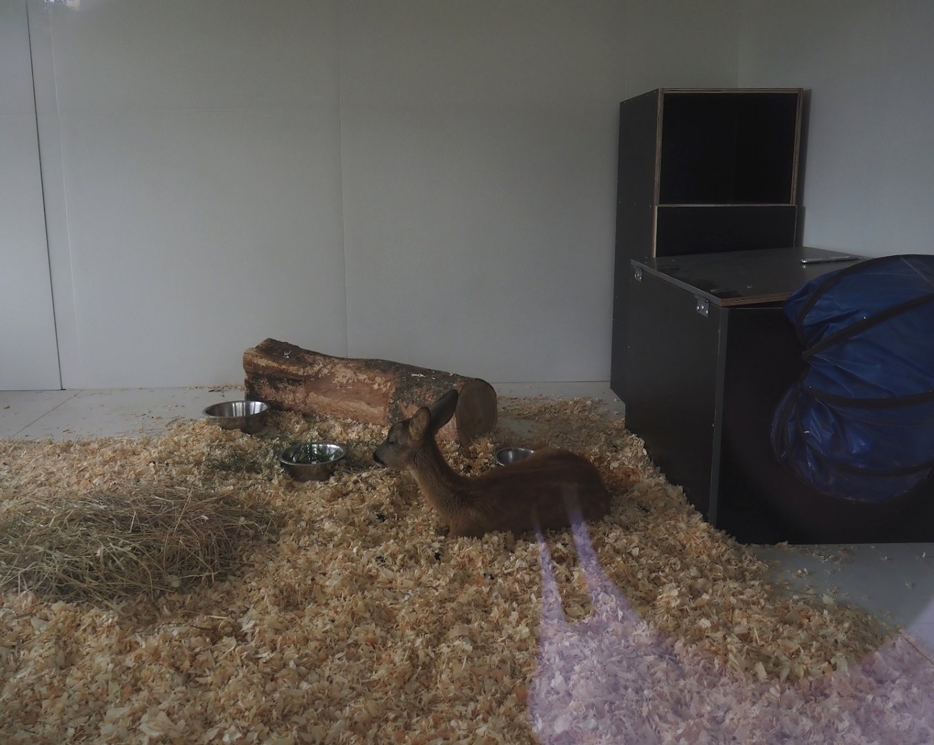 Young wild male Western roe deer (Capreolus capreolus) under care in Geraldine's Heaven wildlife rescue, 2024-09-17