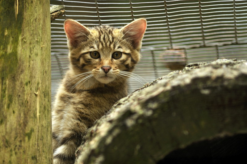 Young wildcat at Lüneburger Heide.