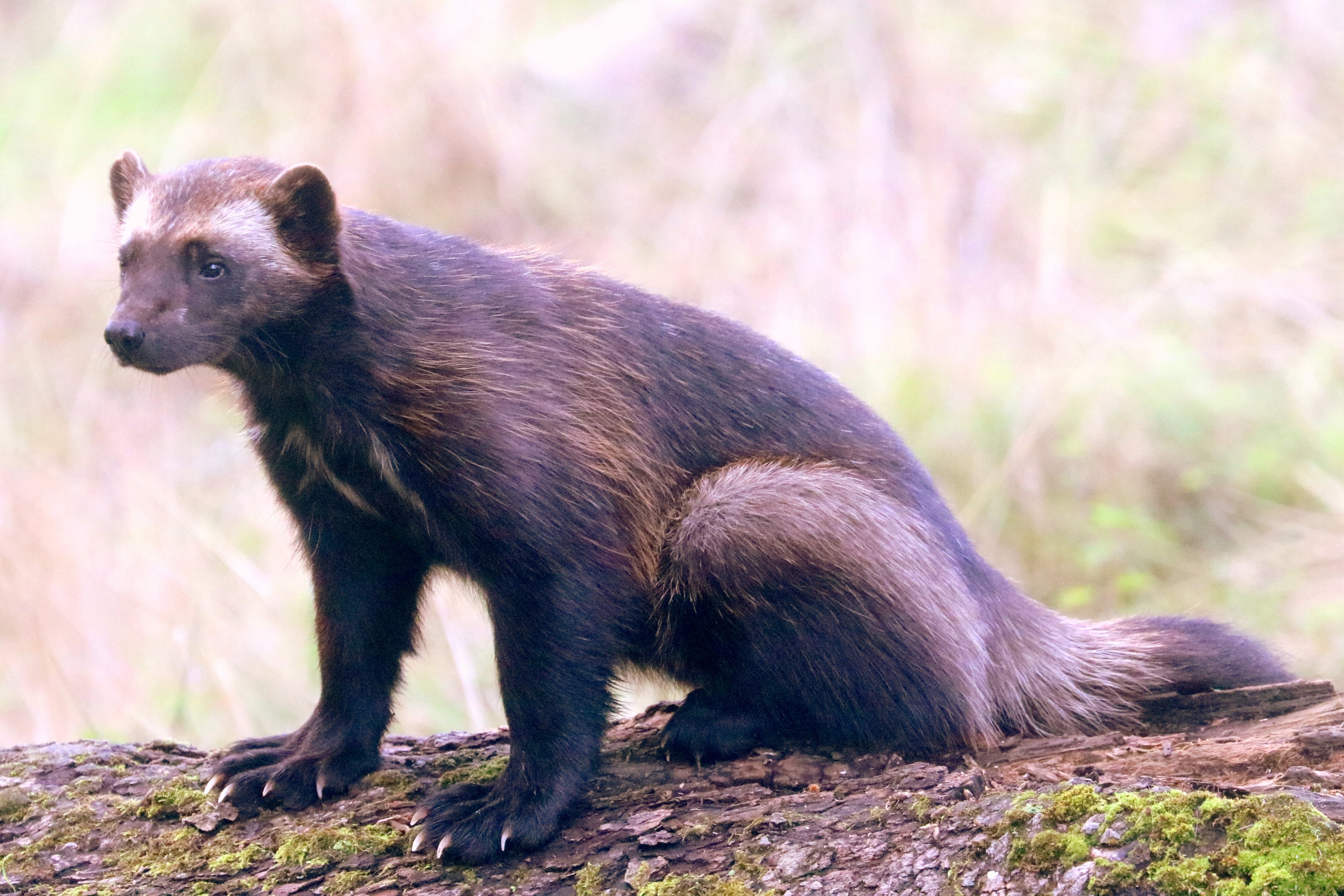 Young wolverine; Whipsnade; 2nd October 2019