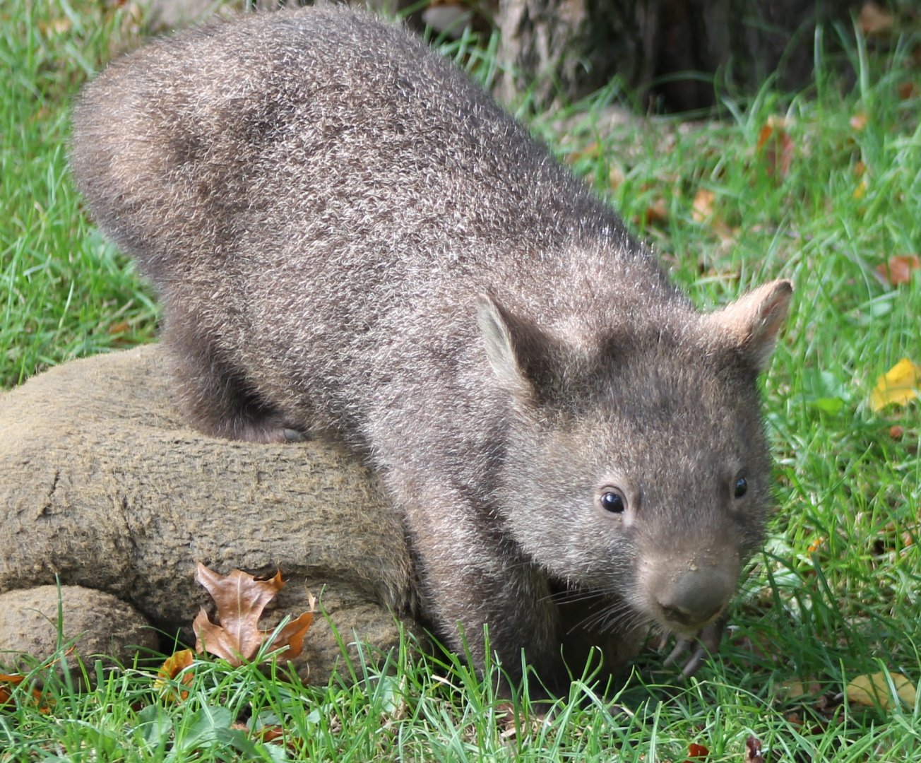 Young Wombat