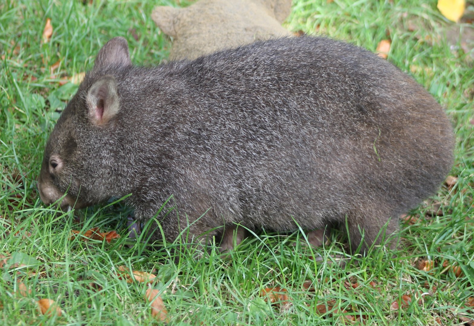 Young Wombat