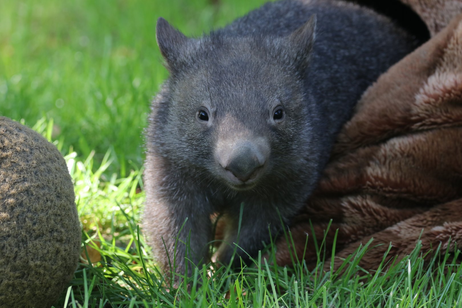 Young wombat