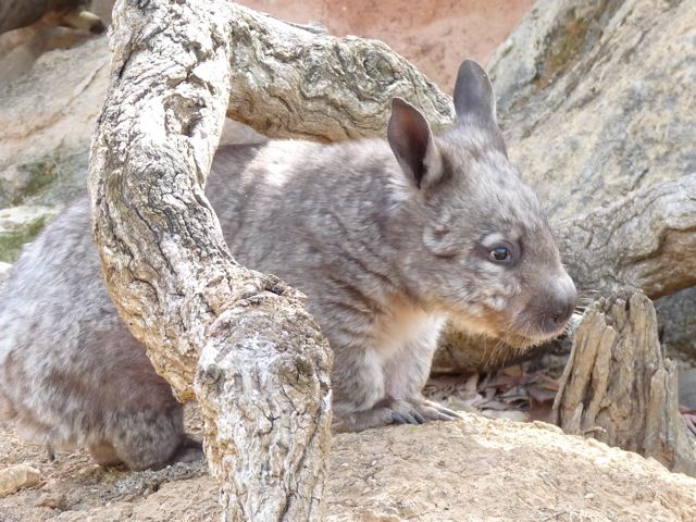 Young Wombat
