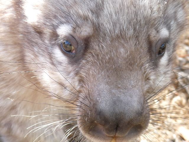 Young Wombat