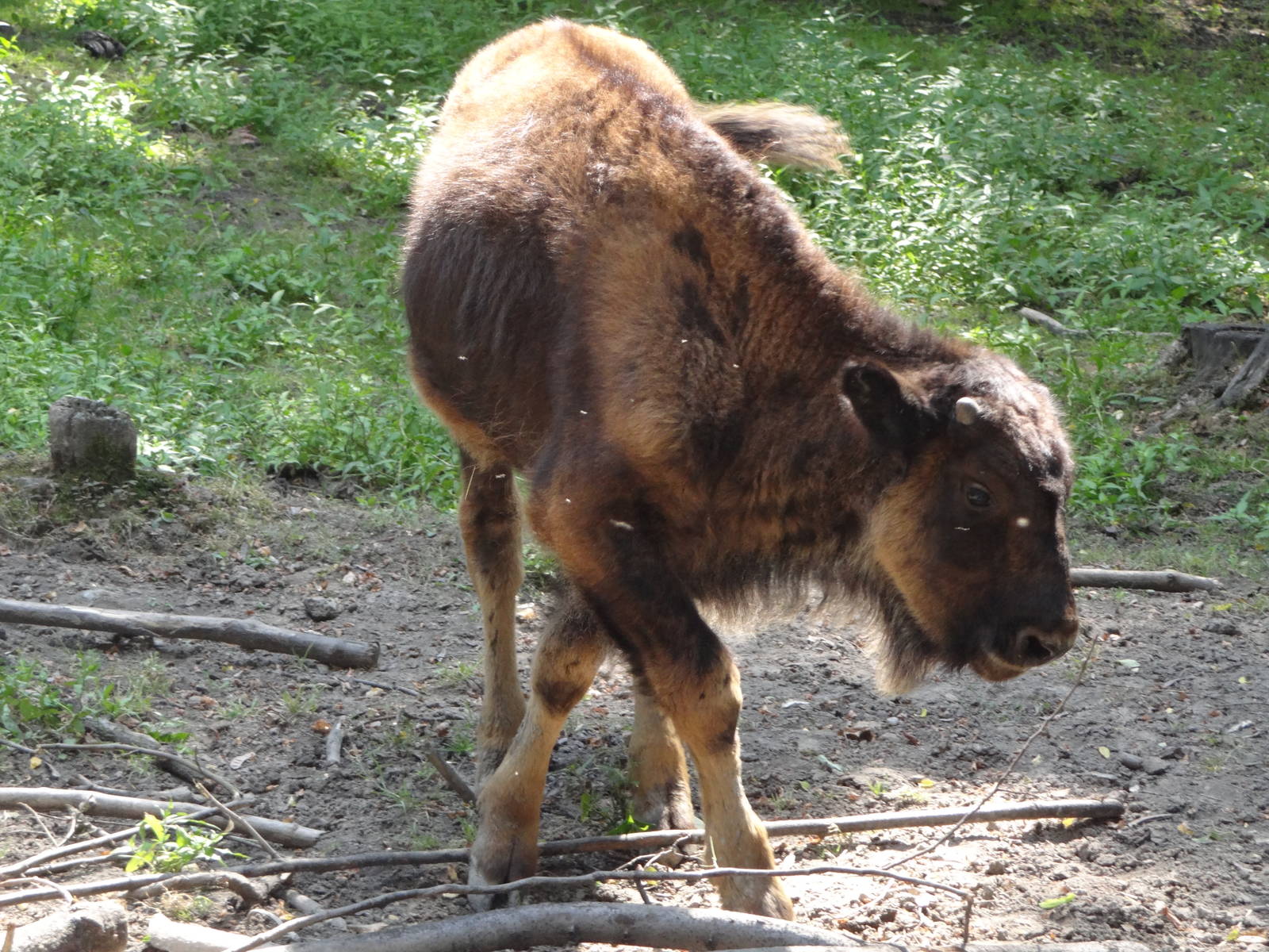 Young Wood Bison