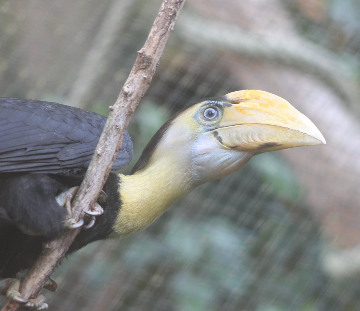 Young Wrinkled hornbill