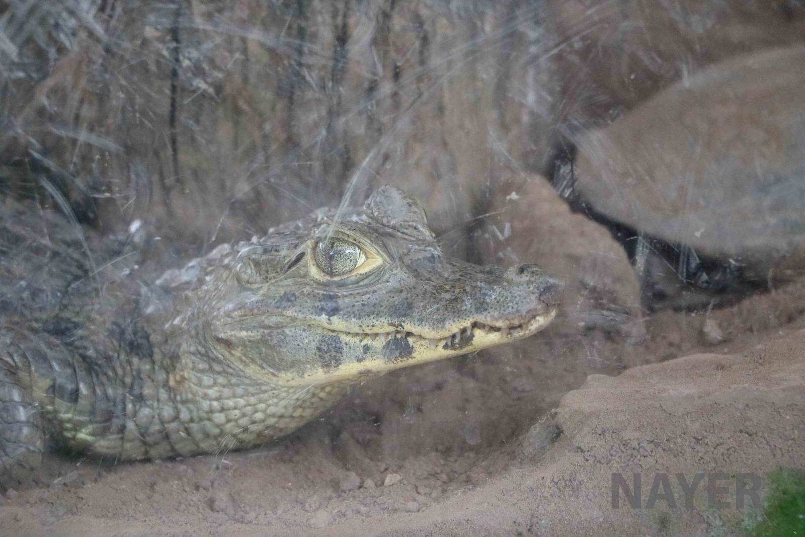 Young yacare caiman, March 2016