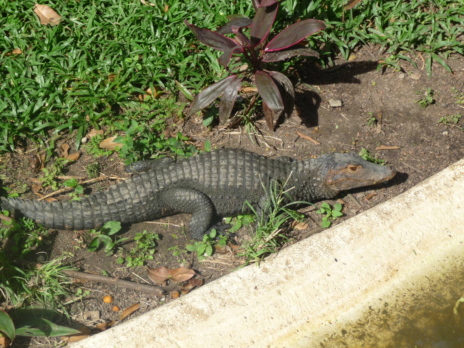 young yacare caiman riozoo
