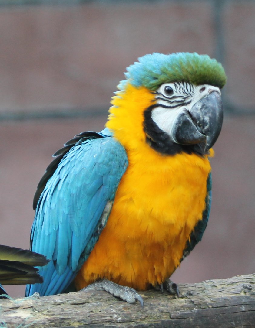 Young Yellow and blue macaw