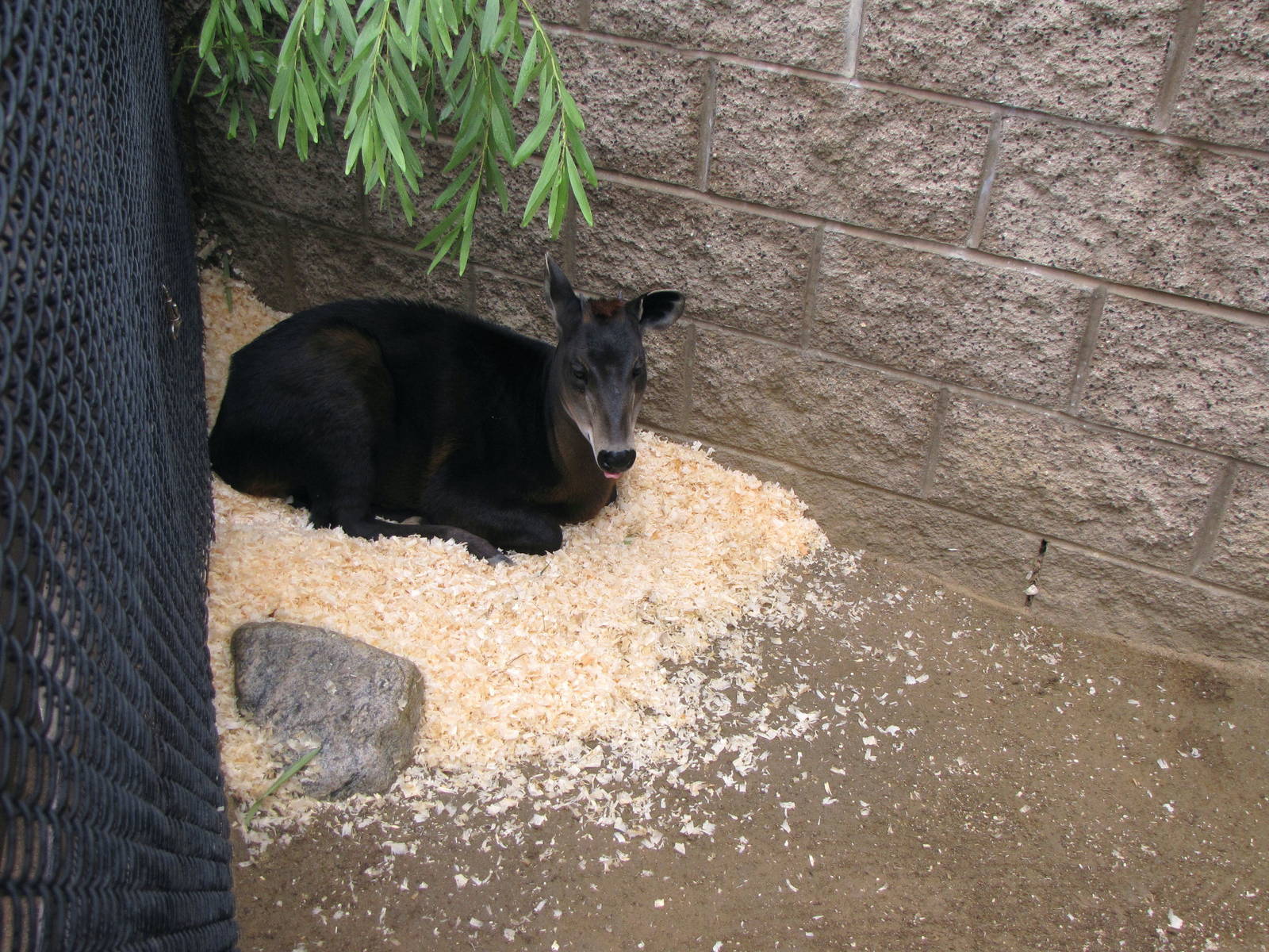 Young Yellow-backed Duiker