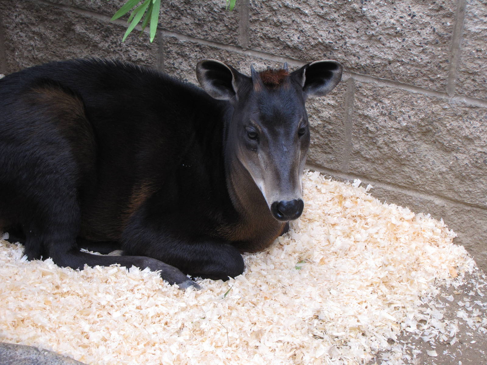 Young Yellow-backed Duiker