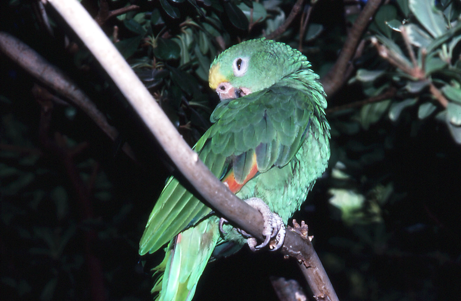 Young Yellow-headed Amazon