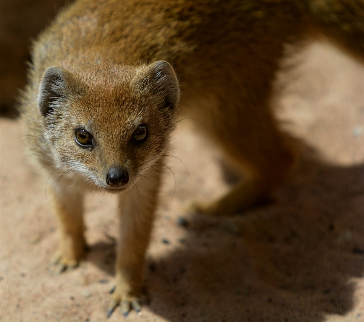 Young Yellow Mongoose