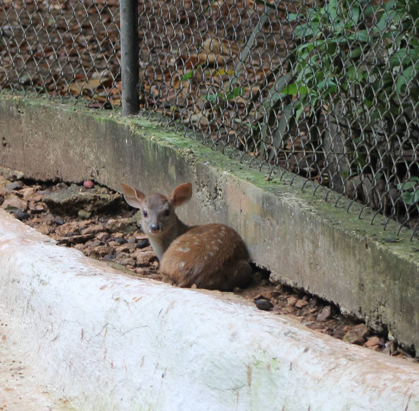 Young Yucatan brocket deer
