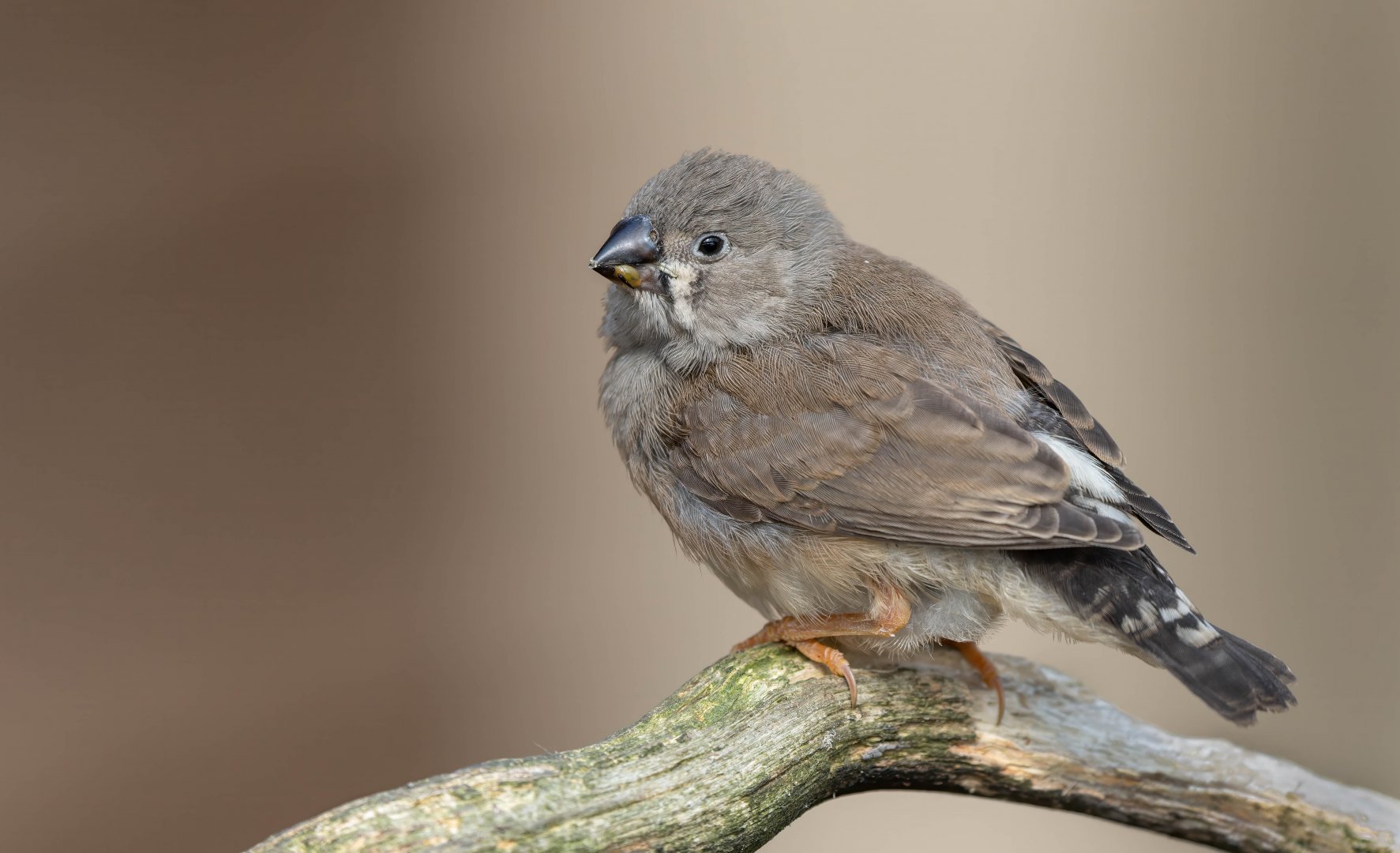 Young Zebra finch, Hamerton, UK