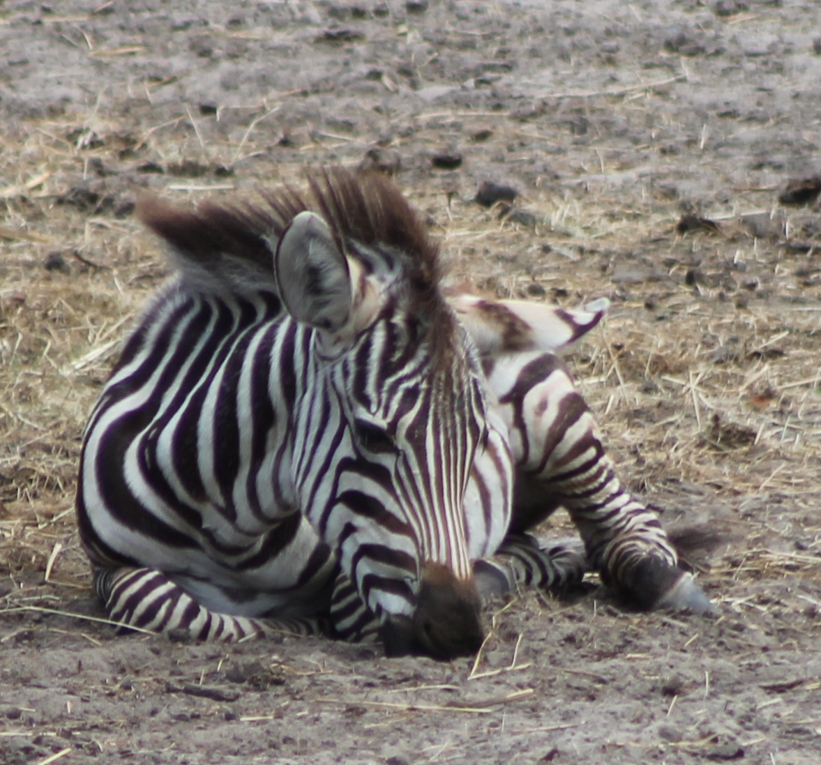 Young Zebra