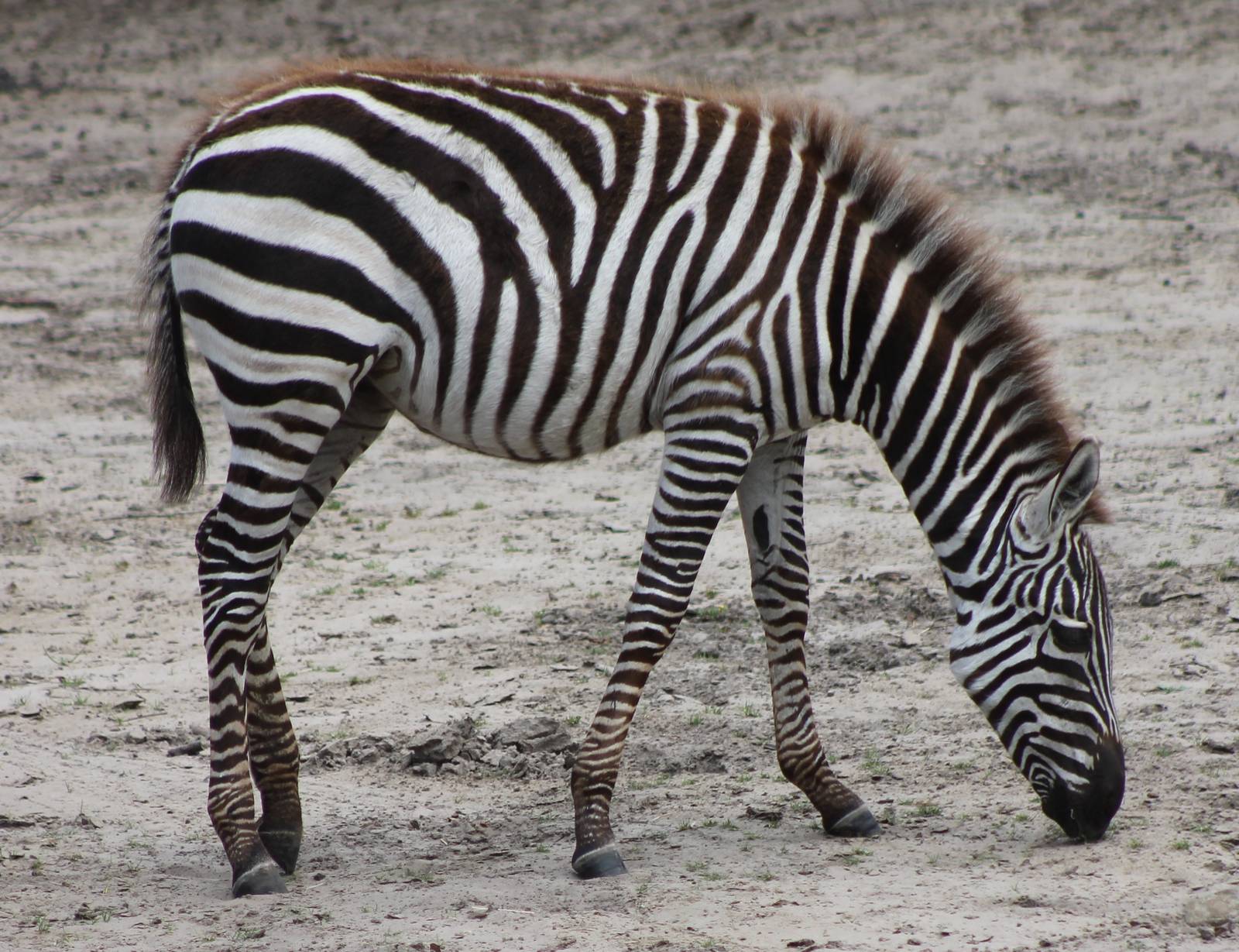 Young zebra