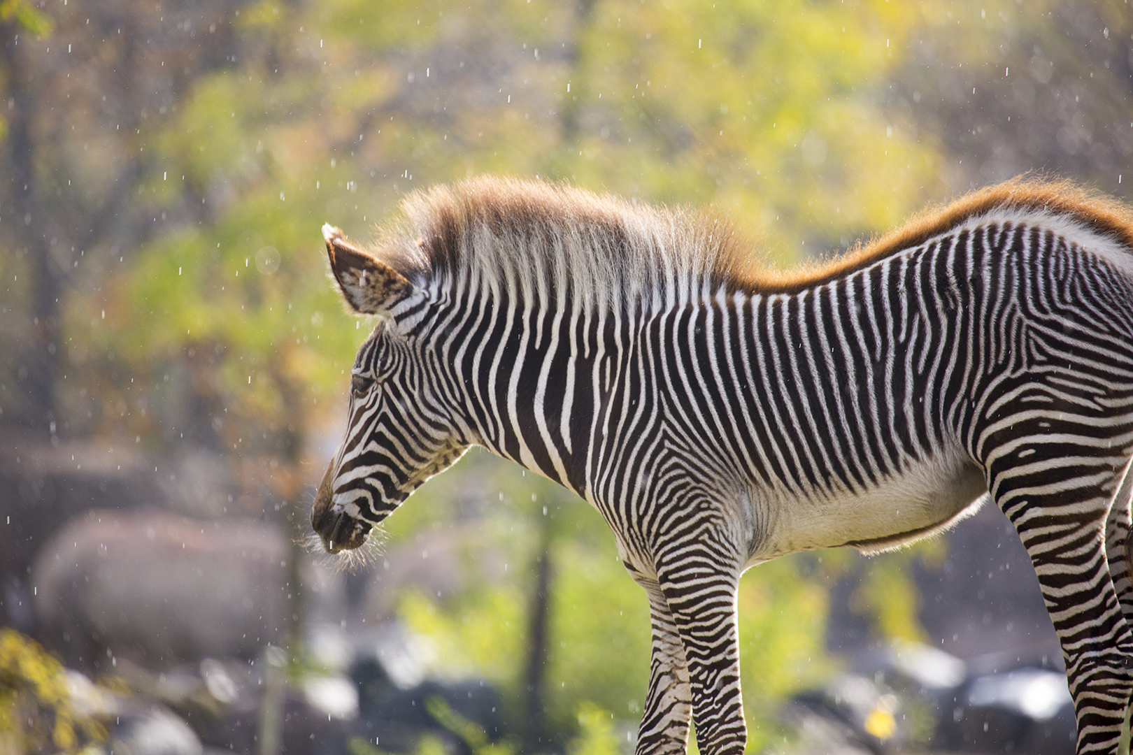 Young Zebra