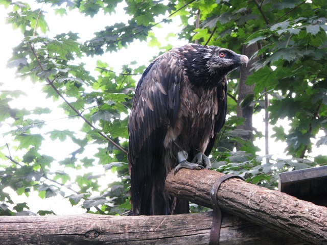 Young_bearded_Vulture