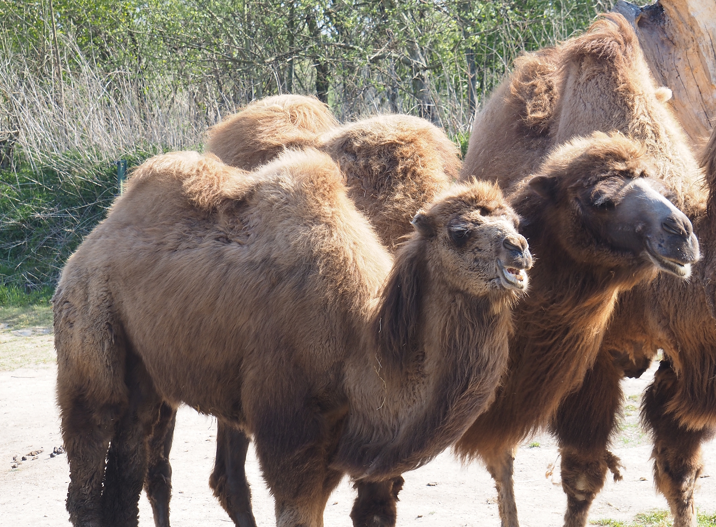 Younger Domestic Bactrian camels (Camelus bactrianus), 2025-04-12