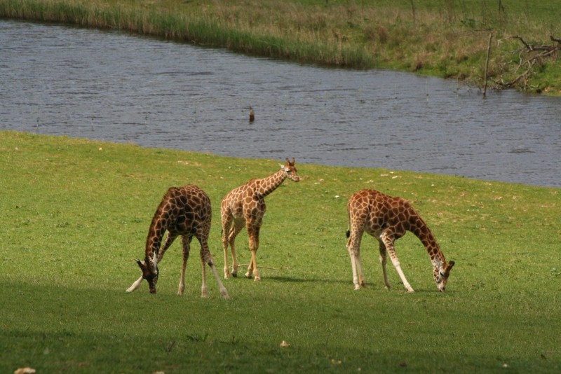 Younger girraffes Mar - May 2010