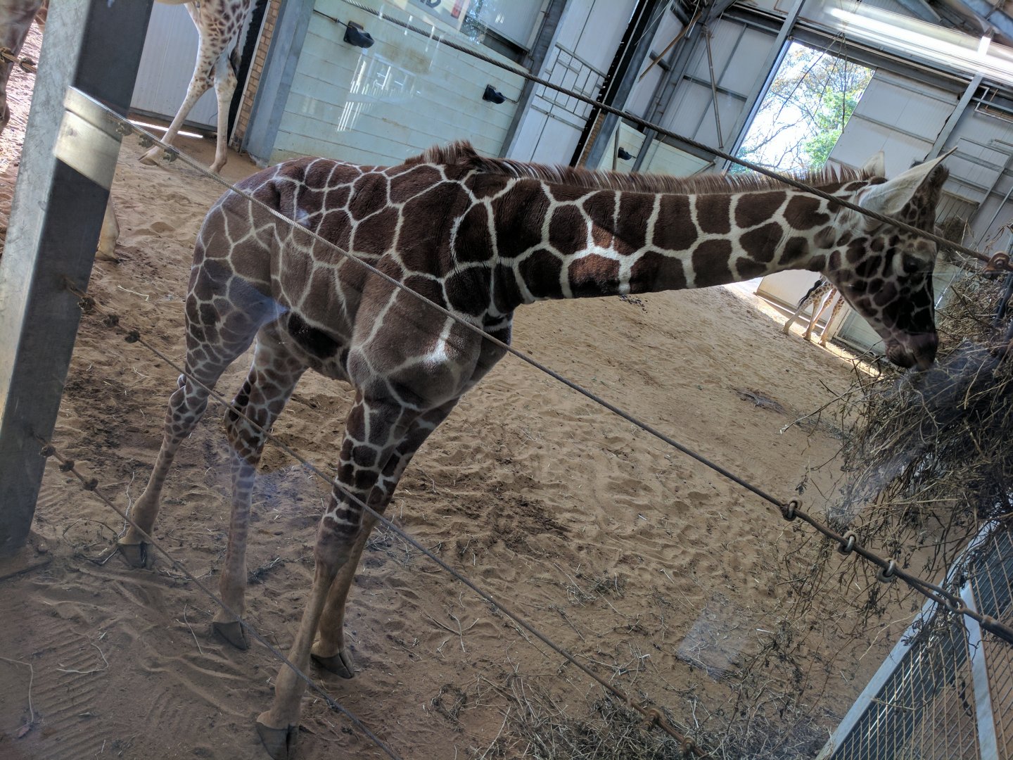 Youngest Giraffe in the herd