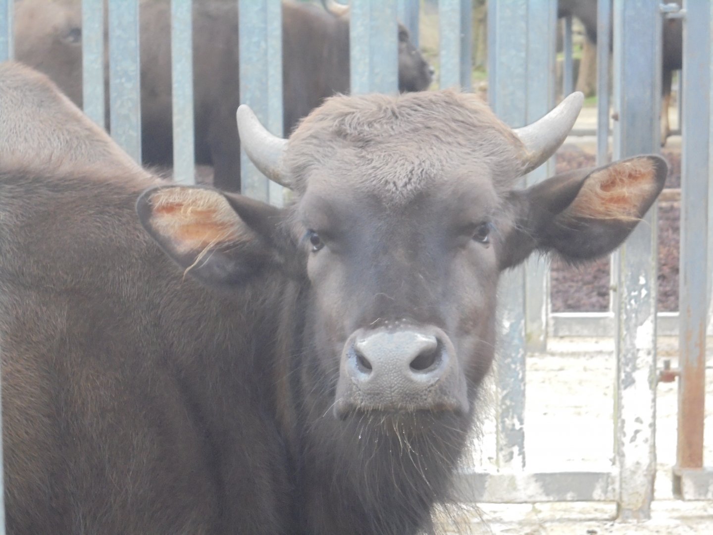 Youngest male(?) of the Gaur group.