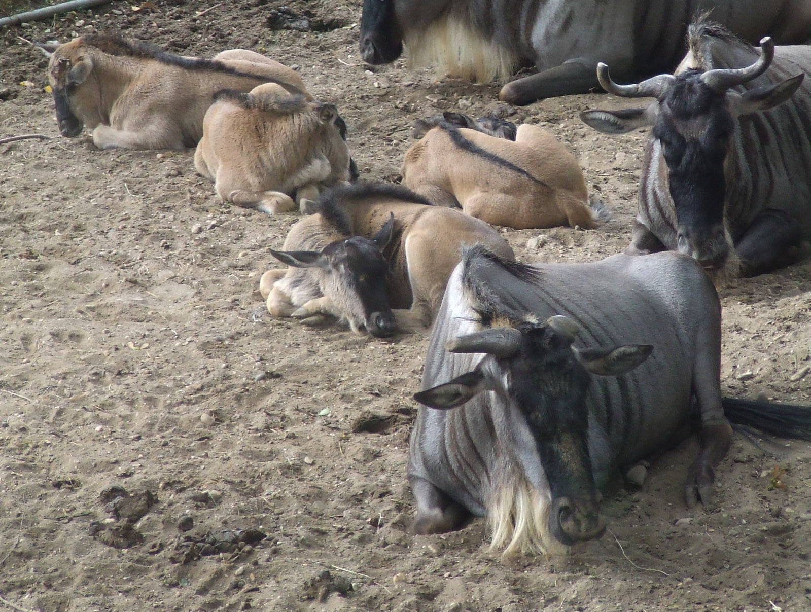 Youngs, Savanna, Burgers Safari