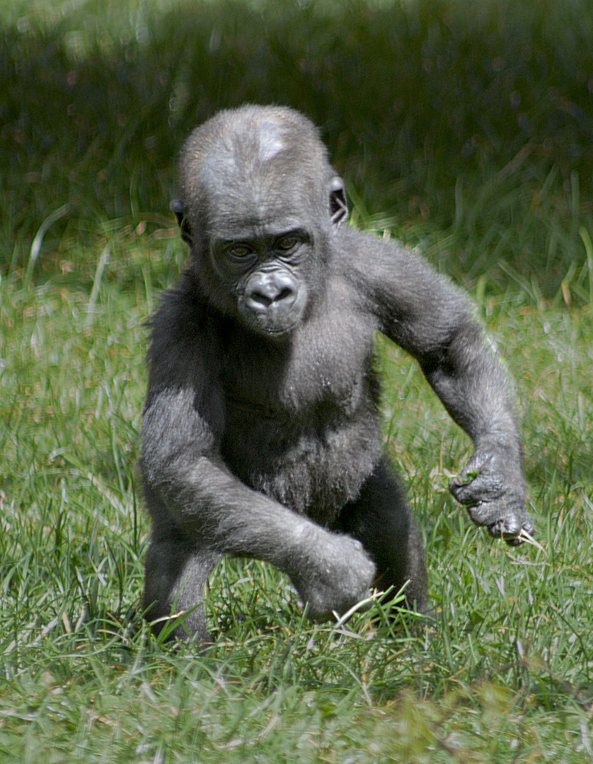 Youngster at Twycross Zoo