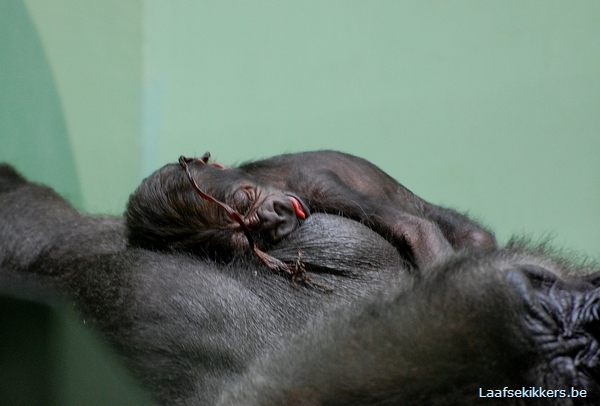 Youngster of Tamani, born yesterday