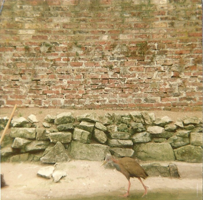 Ypecaha Wood Rail 1976