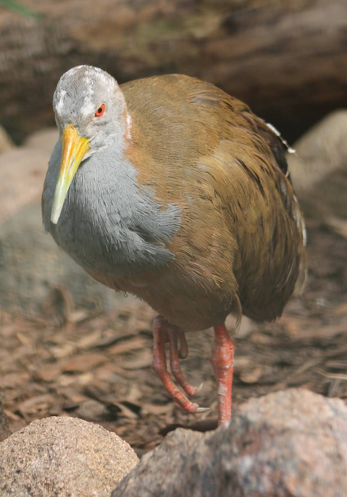 Ypecaha wood rail