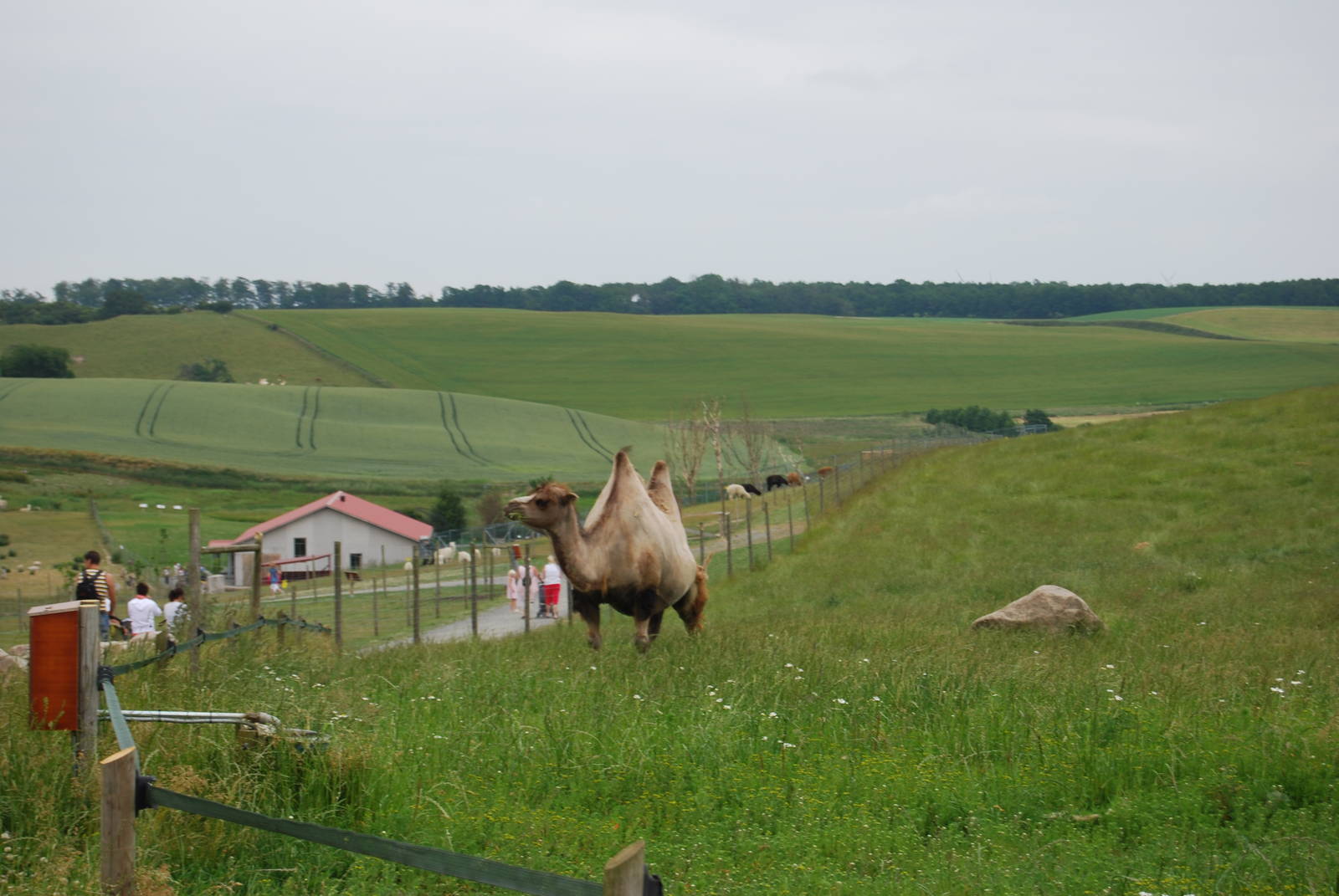 YSTAD ZOO Camel enclosure