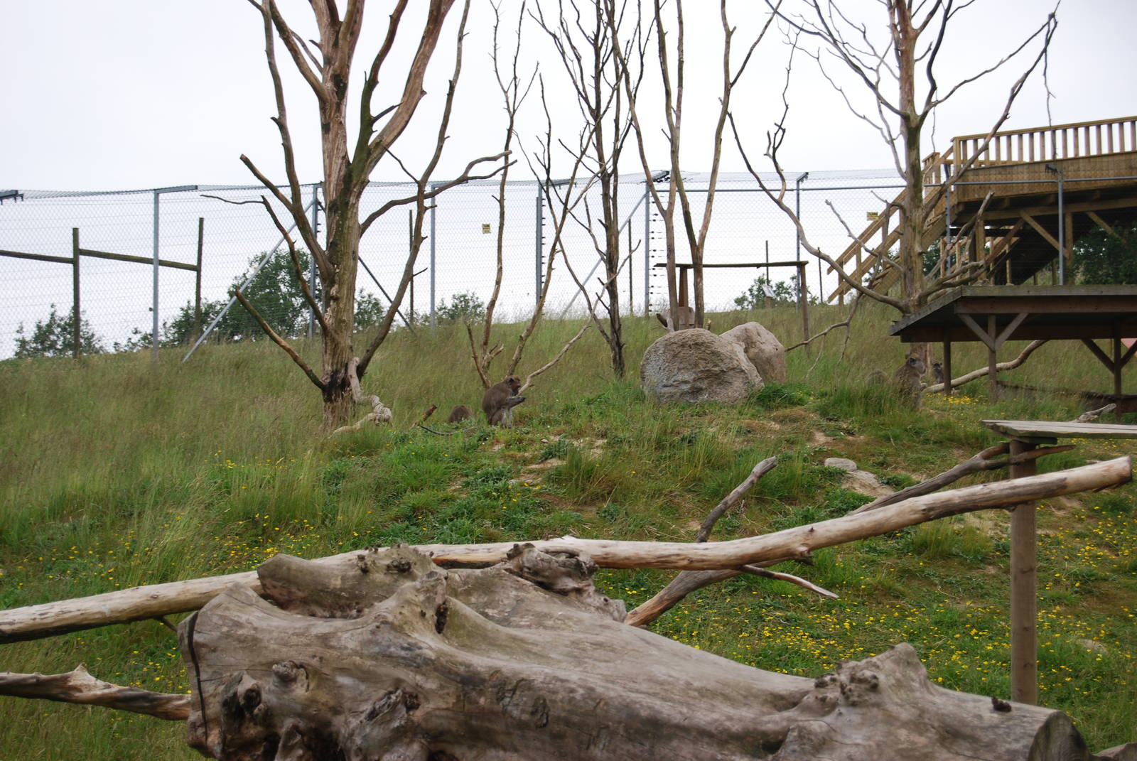 YSTAD ZOO Monkey enclosure