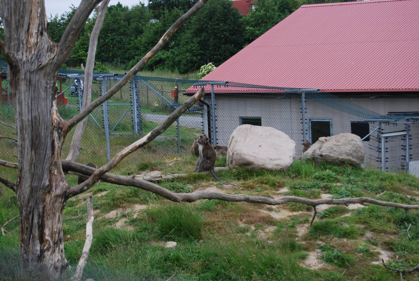 YSTAD ZOO Monkey enclusure