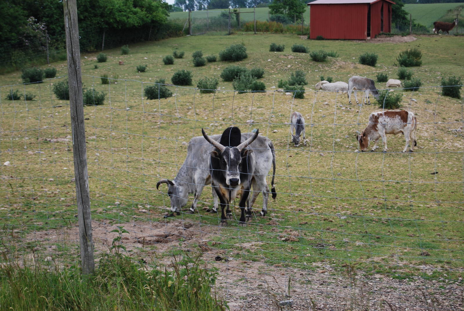 YSTAD ZOO Zebu enclosure