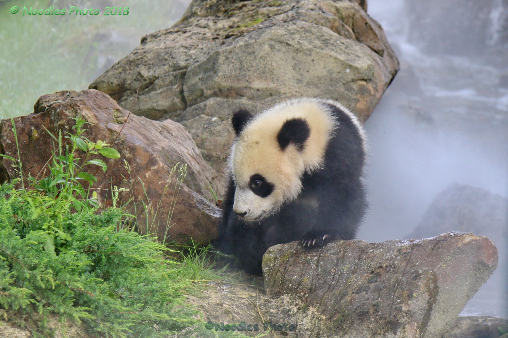 Yuan Meng born on August 4, 2017