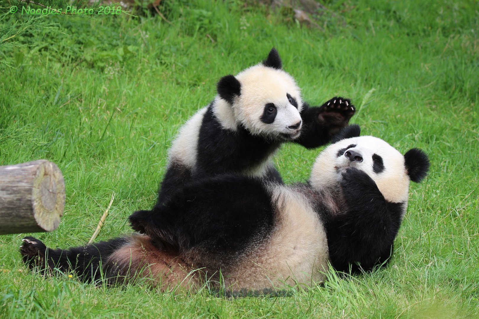 Yuan Meng plays with his Mom Huan Huan
