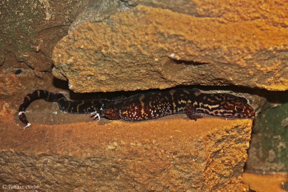 Yucatan Banded Gecko (Coleonyx elegans)