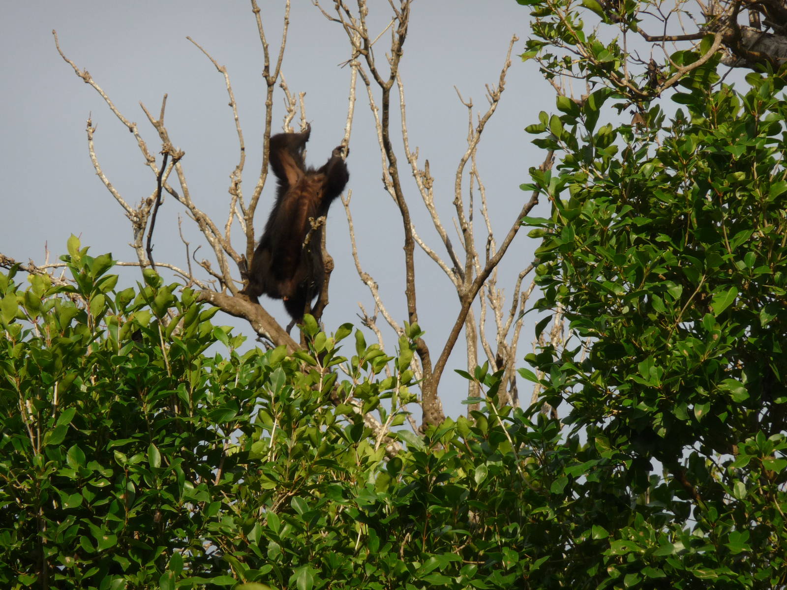 Yucatan black howler monkey aloutta pigra xcaret park